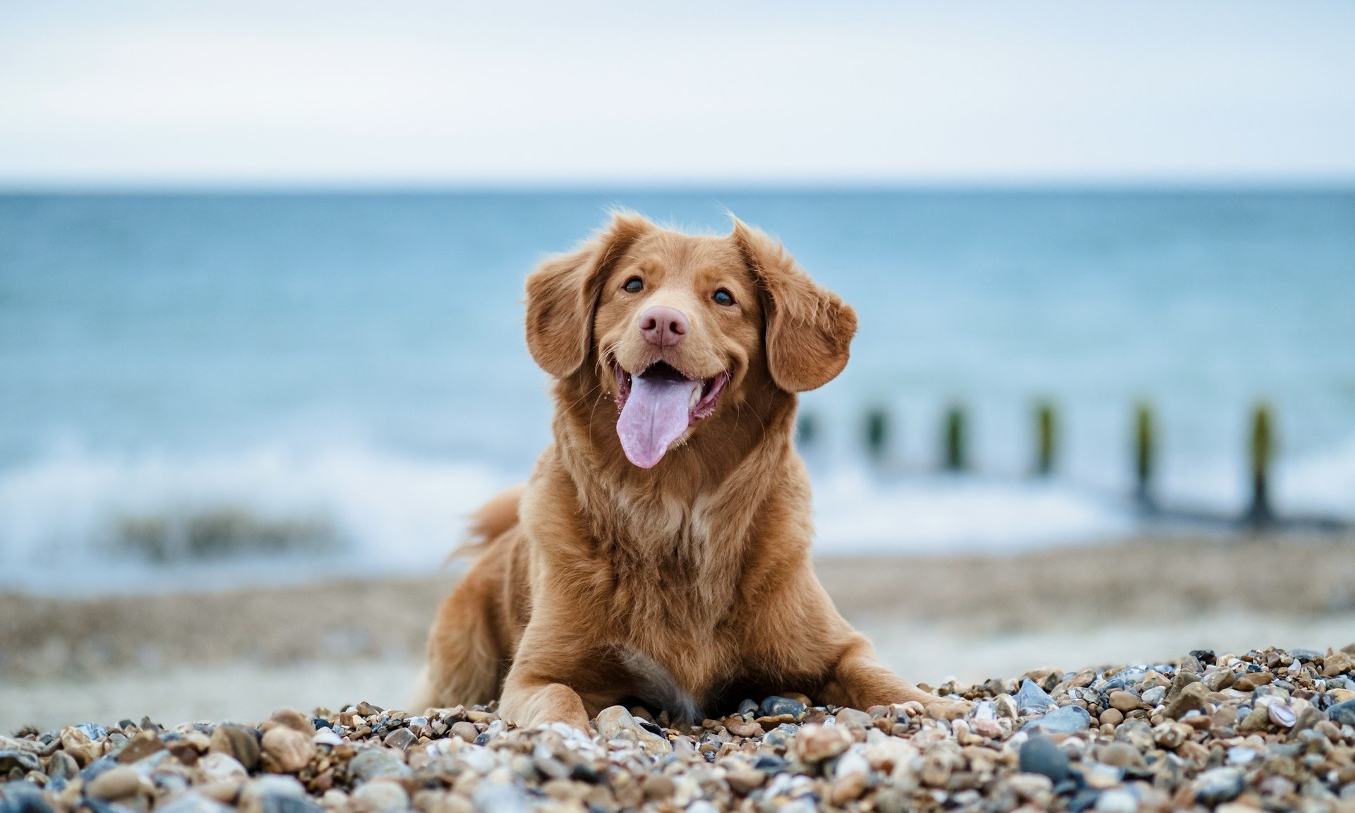 Dog-Friendly Beach Holidays in Devon.