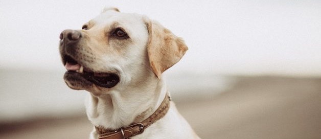 Dog Friendly Cottages by the Sea